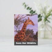 Tutwa Rette unsere Wildlife Postkarte (Stehend Vorderseite)