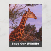 Tutwa Rette unsere Wildlife Postkarte (Vorderseite)