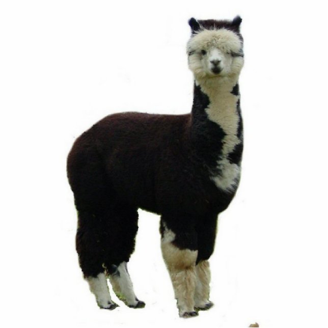 Tuxedo Alpaca Freistehende Fotoskulptur (Vorne)
