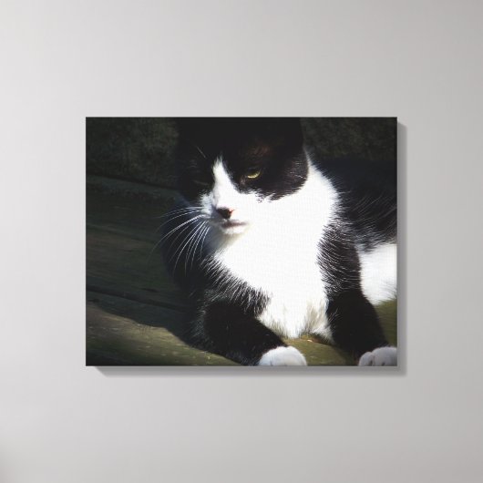 Tuxedo Cat 20"x16" Stretched Canvas Print Leinwanddruck (Vorderseite)
