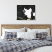 Tuxedo Cat 20"x16" Stretched Canvas Print Leinwanddruck (Insitu (Schlafzimmer))