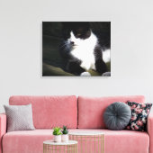 Tuxedo Cat 20"x16" Stretched Canvas Print Leinwanddruck (Insitu (Wohnzimmer))