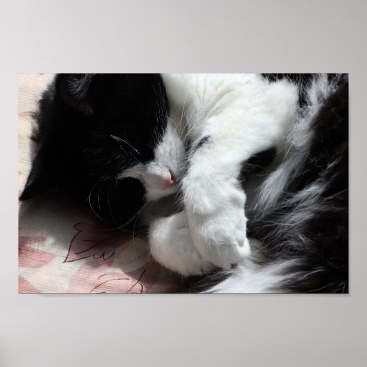 Tuxedo Cat Art Cute Pink Nose Kitty Cats Art Poster (Vorne)