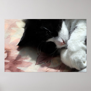 Tuxedo Cat Art Niedlich Pink Nose Kitts Kunst, Dic Poster