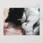 Tuxedo Cat Art Niedlich Pink Nose Kitts Kunst, Dic Postkarte (Vorderseite)