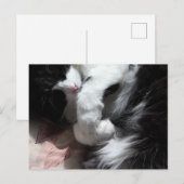 Tuxedo Cat Art Niedlich Pink Nose Kitts Kunst, Dic Postkarte (Vorne/Hinten)