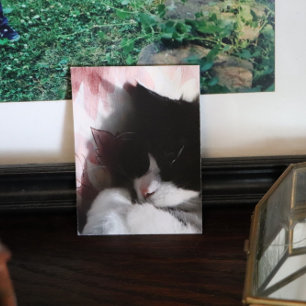 Tuxedo Cat Art Niedlich Pink Nose Kitty Cats Art P Poster