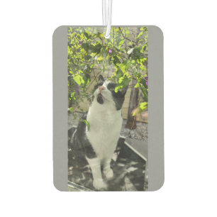 Tuxedo Cat Autolufterfrischer