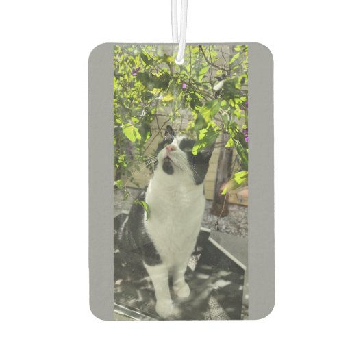 Tuxedo Cat Autolufterfrischer (Rückseite)