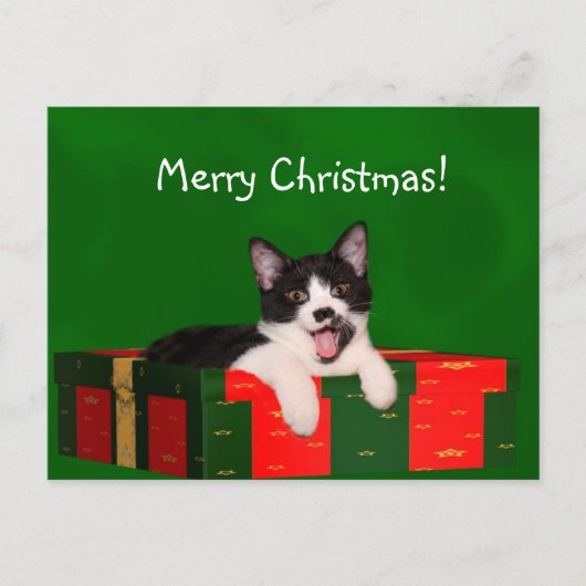 Tuxedo Cat Christmas Feiertagspostkarte (Vorderseite)