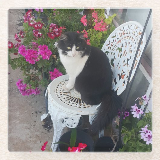 Tuxedo Cat Cute with Pretty Flowers Black Cats Glasuntersetzer (Vorderseite)