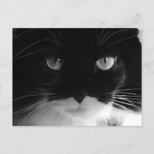 TUXEDO CAT FOTO Postkarten