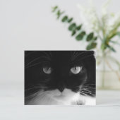 TUXEDO CAT FOTO Postkarten (Stehend Vorderseite)
