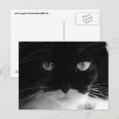 TUXEDO CAT FOTO Postkarten (Vorne/Hinten)