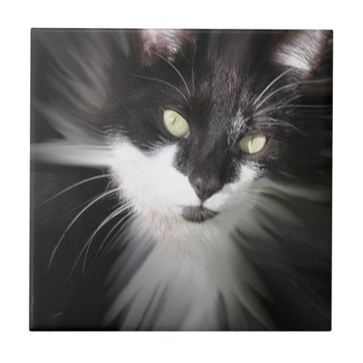 Tuxedo Cat Keramik Tile Fliese (Vorderseite)