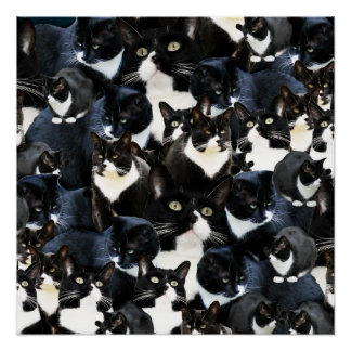 Tuxedo Cat Madness Poster