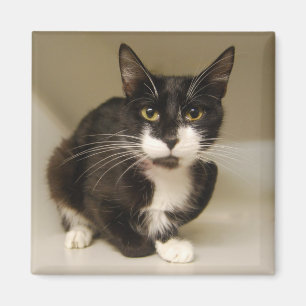 Tuxedo Cat Magnet