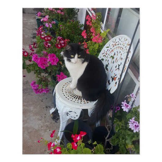 Tuxedo Cat Maroon Dark Pink Cats and Flowers Poster (Vorderseite)