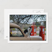 Tuxedo Cat, New Mexico Tankstelle Museum Postkarte (Vorne/Hinten)