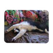 Tuxedo Cat Niedlich eine mexikanische Wave Postcar Magnet (Horizontal)