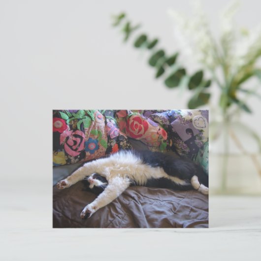 Tuxedo Cat Niedlich eine mexikanische Wave Postcar Postkarte (Stehend Vorderseite)