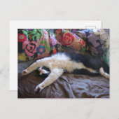 Tuxedo Cat Niedlich eine mexikanische Wave Postcar Postkarte (Vorne/Hinten)