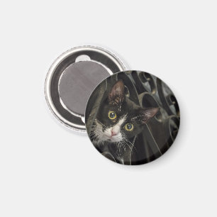 Tuxedo Cat Peak durch Schmiedeeiserzaun Magnet
