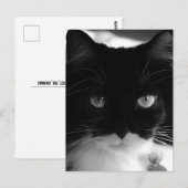 TUXEDO CAT POSTCARDS POSTKARTE (Vorne/Hinten)
