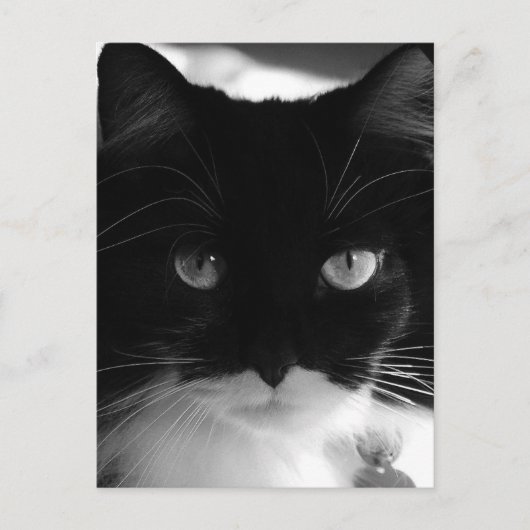 TUXEDO CAT POSTCARDS POSTKARTE (Vorderseite)