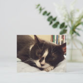 Tuxedo Cat Postkarte (Stehend Vorderseite)