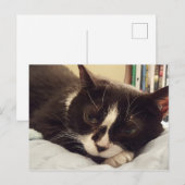 Tuxedo Cat Postkarte (Vorne/Hinten)