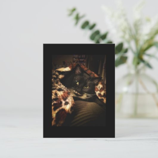 Tuxedo Cat Postkarte (Stehend Vorderseite)