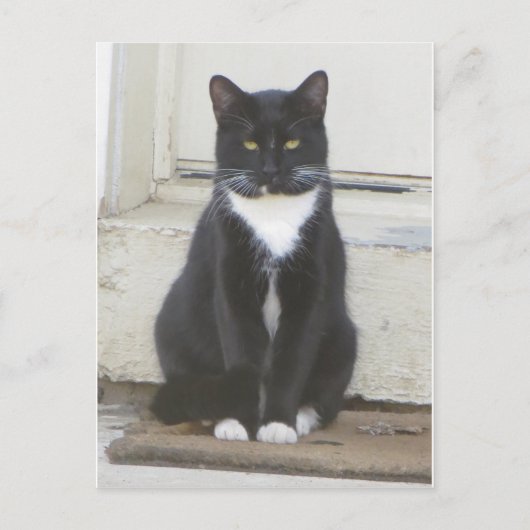 Tuxedo Cat Postkarte (Vorderseite)