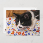 Tuxedo Cat Postkarte (Vorne/Hinten)