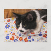 Tuxedo Cat Postkarte (Vorderseite)