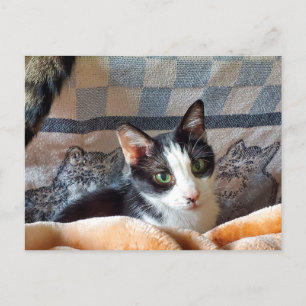 Tuxedo Cat Postkarte