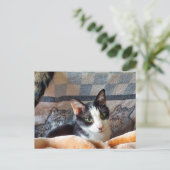 Tuxedo Cat Postkarte (Stehend Vorderseite)