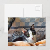 Tuxedo Cat Postkarte (Vorne/Hinten)