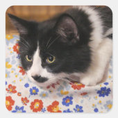 Tuxedo Cat Quadratischer Aufkleber (Vorderseite)