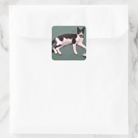 Tuxedo Cat Stickers (Tasche)
