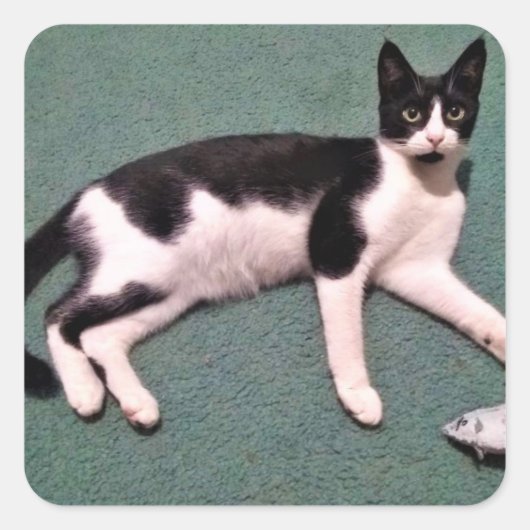 Tuxedo Cat Stickers (Vorderseite)