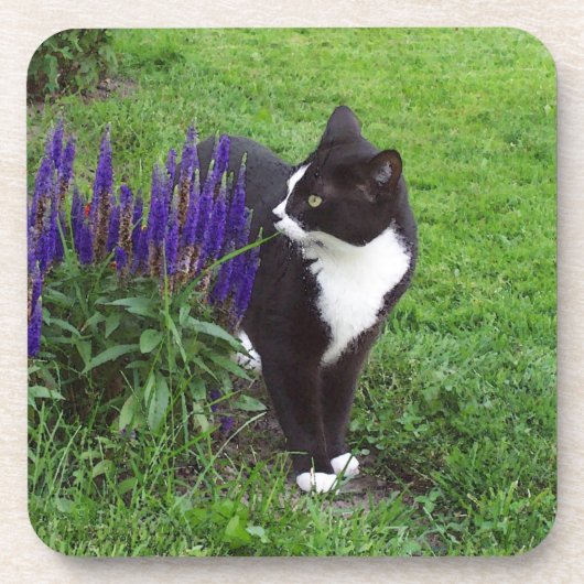 Tuxedo Cat Untersetzer (Vorderseite)
