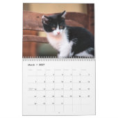 Tuxedo Cats Foto Wall Calendar Kalender (Mär 2027)