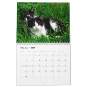 Tuxedo Cats Foto Wall Calendar Kalender (Feb 2027)