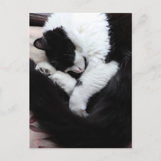 Tuxedo Kat Kitty Cats Schwarz-Weiß Caturday Postkarte (Vorderseite)