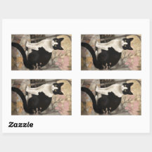 Tuxedo Katze auf einem Felsen im Garten