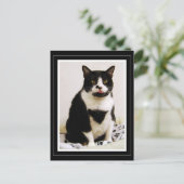 Tuxedo Katze hält ihre Zunge fest Postkarte (Stehend Vorderseite)