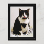 Tuxedo Katze hält ihre Zunge fest Postkarte (Vorderseite)
