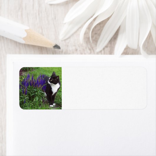 Tuxedo Katze im Garten (Insitu)