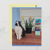 Tuxedo Katze Niedlich mit Hübschen Blume Blue Post Postkarte (Vorne/Hinten)